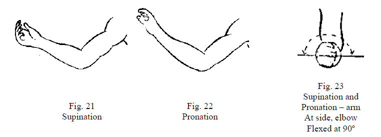 3 Figures Demonstrating Forearm Motions