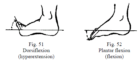 2 Figures Demonstration Toes Motions
