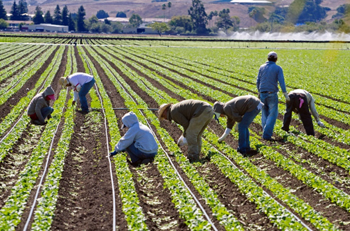 A bunch of workers sitting in rowsin the farm field